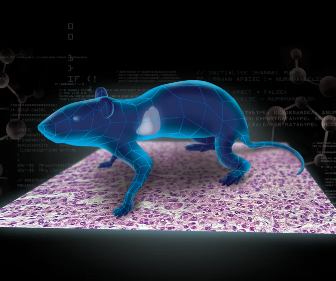 Key considerations when performing an isolated perfused rodent liver experiment